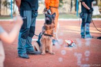 Zdjęcie kolorowe. Przedstawiające szkolenie psa ratownika.